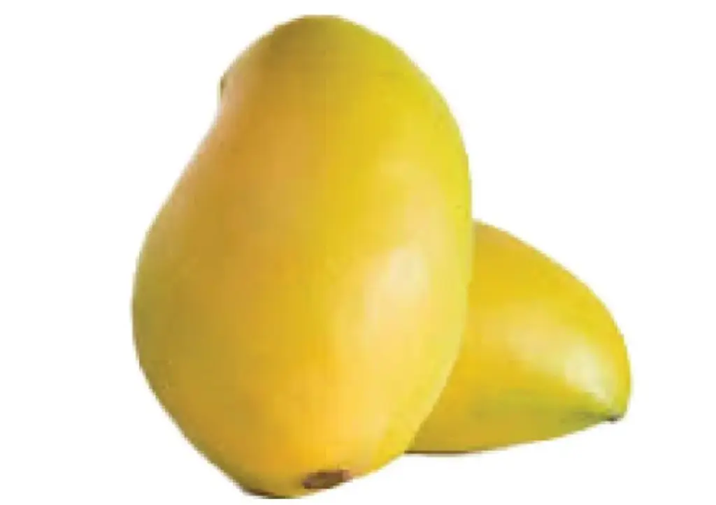 Mango Fass Oweis